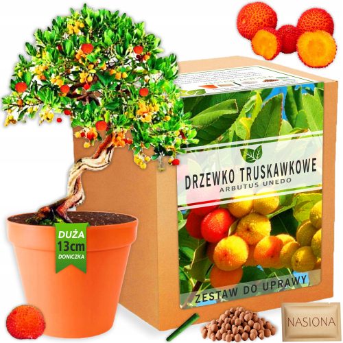  Kit per la coltivazione di piante di semi di bonsai di corbezzolo