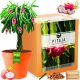  Kit per la coltivazione di piante Pitaya DRAGON FRUIT Semi Cactus Frutta commestibile