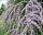  FOGLIA RITORTA BUDDLJA UNICO PBR Buddleja alternifolia SEMINE P9