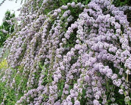  FOGLIA RITORTA BUDDLJA UNICO PBR Buddleja alternifolia SEMINE P9