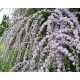  FOGLIA RITORTA BUDDLJA UNICO PBR Buddleja alternifolia SEMINE P9