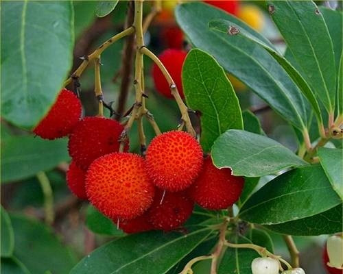  MIRTILLO WADGE Arbutus unedo SEMINA DI CORGELO IN CONTENITORE P9