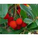  MIRTILLO WADGE Arbutus unedo SEMINA DI CORGELO IN CONTENITORE P9