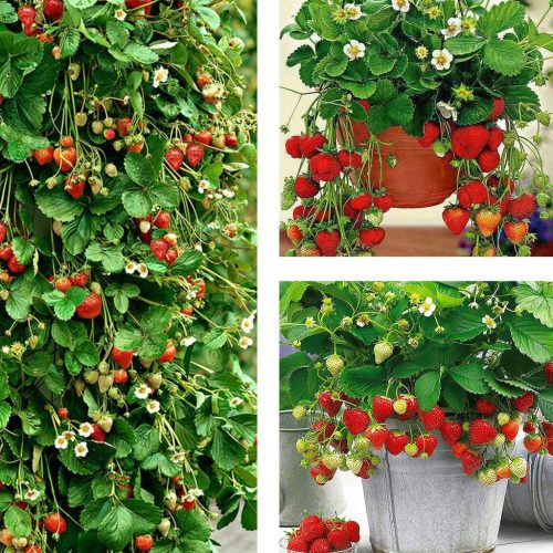  Fragoline di bosco e fragoline FRAGOLA RAMPICANTE PENDENTE FRUTTITURA RIPETUTA FRUTTA GRANDE DOLCE A+ SEMINE DI FRAGOLA 10 PZ piantina con radice nuda 15-30 cm