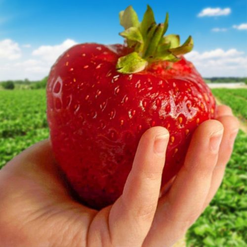  Fragoline e fragoline FRAGOLA GIGANTE MEGA LARGE FRUIT 10 PZ SEMENTI FRAGOLA FRIGO BIG CROP FACILE DA COLTIVARE piantina a radice nuda 15-30 cm