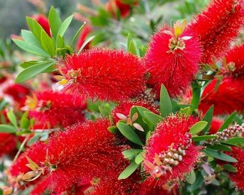  MUFFA ROSSA Callistemon citrinus Splendens SEMINA IN CONTENITORE P9