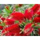  MUFFA ROSSA Callistemon citrinus Splendens SEMINA IN CONTENITORE P9