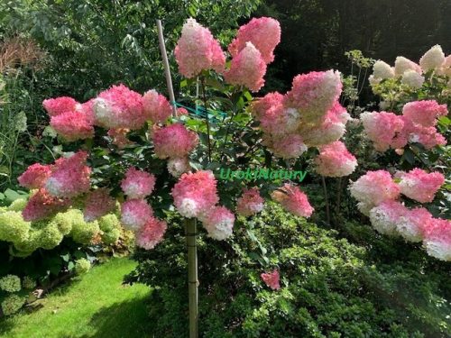  Piantine di ortensie in contenitore da 3-5 l, 100-130 cm