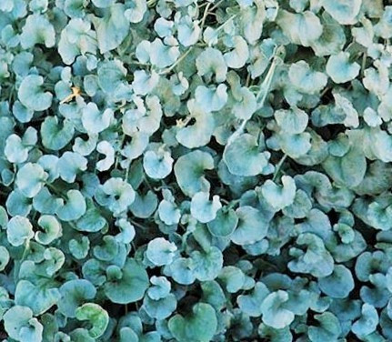  DICHONDRA ARGENTO - CASCATA SOSPESA