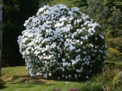  Piantine di rododendri e azalee bianche in contenitore da 0,5-1l, 30-40 cm