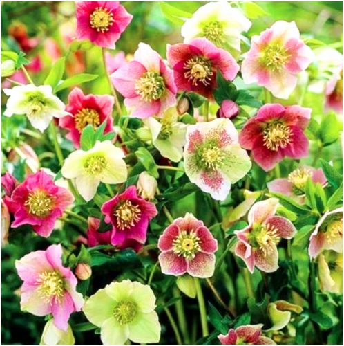  Piantine HELLEBORUS MIX 3 pz + OMAGGIO