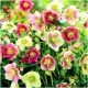  Piantine HELLEBORUS MIX 3 pz + OMAGGIO