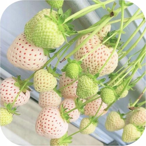  Fragoline e fragoline ANANAS BIANCO FRAGOLA frutto molto gustoso SEMINE FRAGOLA 10 PZ piantina a radice nuda 5-20 cm