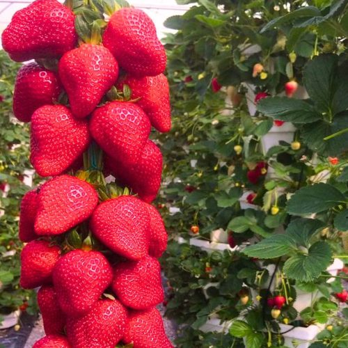  Fragoline e fragoline Fragola Selva LA PIANTINA RAMPICANTE APPESA RIPETIZIONE GRANDI SEMINE 10 pz piantina a radice nuda 5-10 cm