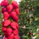  Fragoline e fragoline Fragola Selva LA PIANTINA RAMPICANTE APPESA RIPETIZIONE GRANDI SEMINE 10 pz piantina a radice nuda 5-10 cm