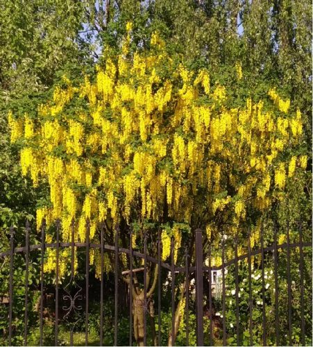  Maggiociondolo Vossia pioggia dorata il fiore più grande lungo fino a 50 cm CON BOCCIOLI