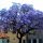  OXYTREE PAULOWNIA Shan Tong ibrido BLU IMPERIALE ALBERO DELLA FELICITÀ