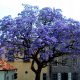  OXYTREE PAULOWNIA Shan Tong ibrido BLU IMPERIALE ALBERO DELLA FELICITÀ