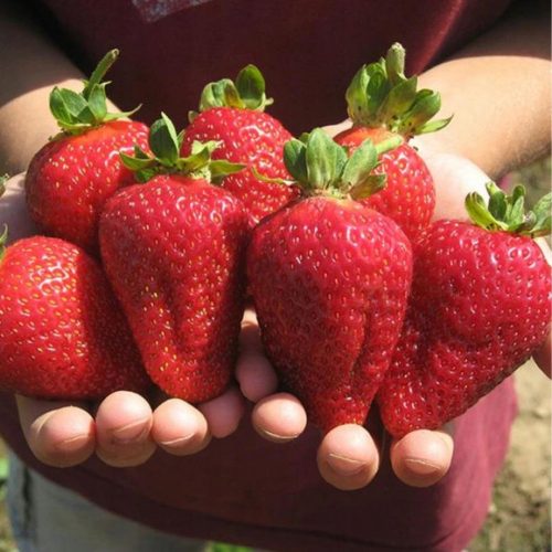  Fragoline e fragoline FRAGOLA RAMPICANTE RIPETITA SEMINE DI FRAGOLA A FRUTTA GRANDE 10 pz. piantina a radice nuda 5-10 cm