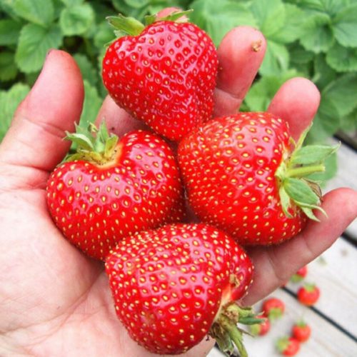  Fragoline di bosco e fragoline VARIETÀ TARDIVA FRAGOLE PER DESSERT FRAGOLE DOLCI PER MARMELLATA SEMINA 10 pz piantina a radice nuda 5-10 cm