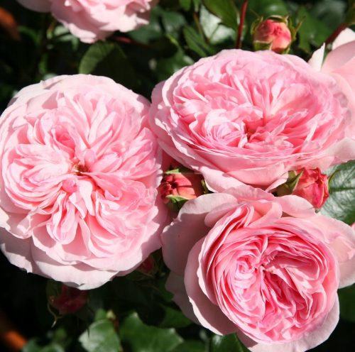  Piantina di rose rosa in balla da 30 cm