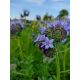 Phacelia blu 20kg Semi Apiario Jabłońscy