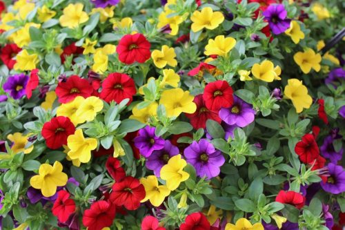  Pacchetto Surfinia 4x Surfinia Petunia Calibrachoa milioni di campane