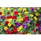  Pacchetto Surfinia 4x Surfinia Petunia Calibrachoa milioni di campane