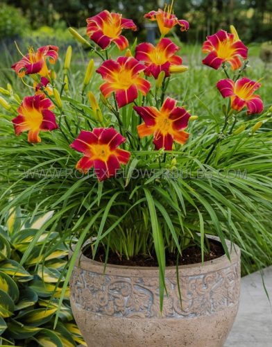  Red Rib Daylily Piantina perenne di giglio quotidiano rosso-giallo