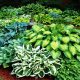  Piantine Hosta Funkia Mix Colorato 5 pz. piantine di hosta, ognuna diversa