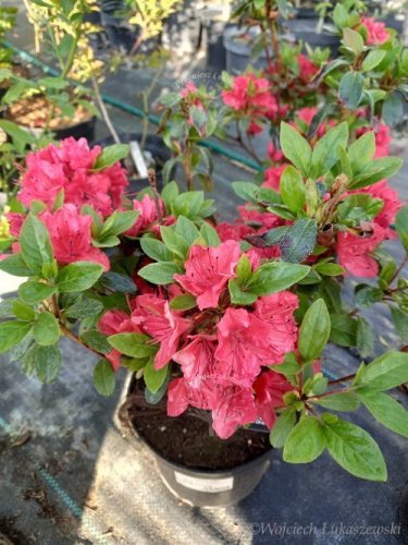  Rododendri e azalee, piantine colorate in contenitore da 1-2l, 25-35 cm