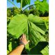  Paulownia Oxytree garantita