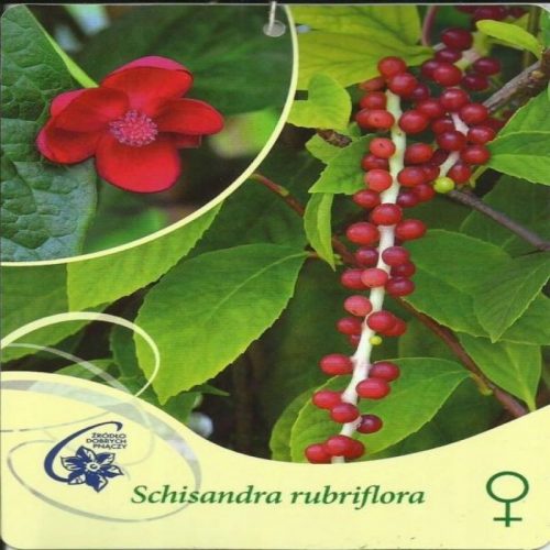  Schisandra femmina dai fiori rossi, Schisandra rubriflora F