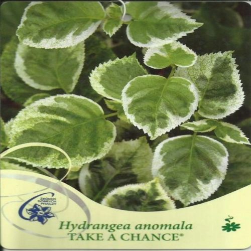  Ortensia rampicante COGLI L'OCCASIONE Hydrangea anomala