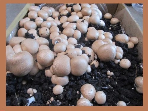  Funghi Micelio XXL 3 Fasi