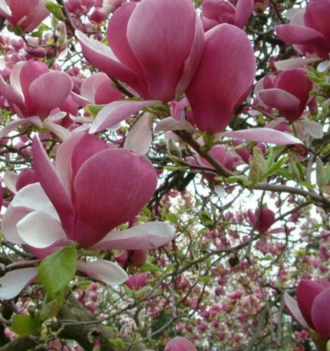  Magnolie e liriodendri, piantine in contenitore da 3-5 litri, 70-140 cm