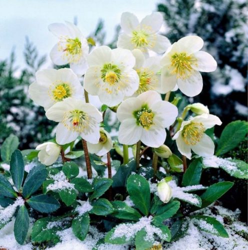  STELLA DELL'AVVENTO ELLEBORO - DECORAZIONE GIARDINO INVERNALE