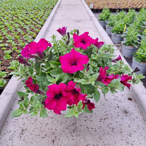  Piantina di Petunia Hybrida Purple in contenitore da 2-3 litri