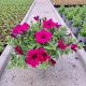  Piantina di Petunia Hybrida Purple in contenitore da 2-3 litri