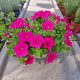  Piantina di Petunia Hybrida Hot Pink in contenitore da 2-3 litri