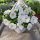  Piantina di Petunia Hybrida Pearl White in contenitore da 2-3 litri