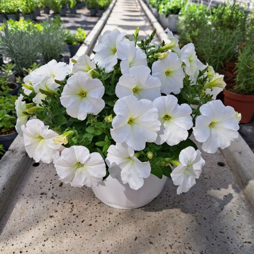  Piantina di Petunia Hybrida Pearl White in contenitore da 2-3 litri