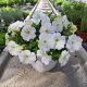  Piantina di Petunia Hybrida Pearl White in contenitore da 2-3 litri