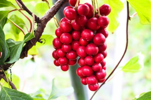  SCHISANDRA CREEPER CINESE DELLA GIOVENTÙ AL LIMONE C