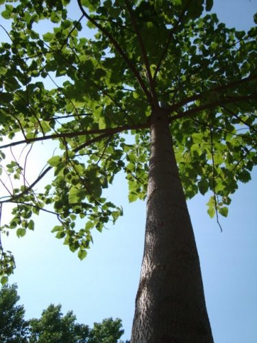  CARP Paulovnia Oxytree Garanzia dell'albero dell'ossigeno