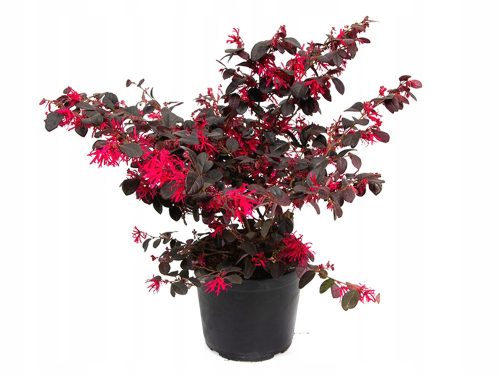  HIT PERLA NERA * LOROPETALUM CHINENSE cespuglio rosso SEMINATA 40 CM