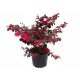  HIT PERLA NERA * LOROPETALUM CHINENSE cespuglio rosso SEMINATA 40 CM