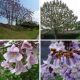  CARP grande Paulownia Oxytree Oxygen Tree Garanzia