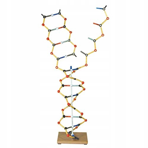  Modello Cochranes di Oxford DNA-RNA