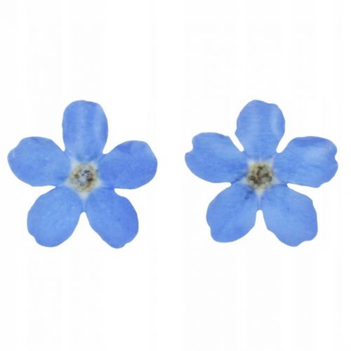  ORECCHINI A PERNO FIORE FORGET-ME-NET RIVESTITI IN RESINA DEDIZIONE GRATUITA